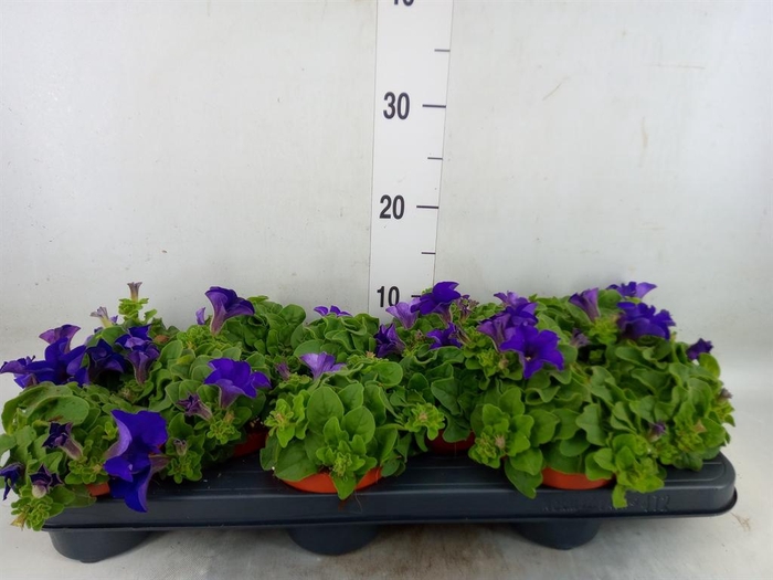 <h4>Petunia  'Famous Blue'</h4>