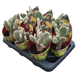 OPUNTIA MICRODASYS ALBATA - POT Ø 10,5 WITH POTCOVER (CACTUS)