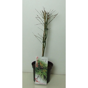 Acer palmatum 'Emerald Lace' P19