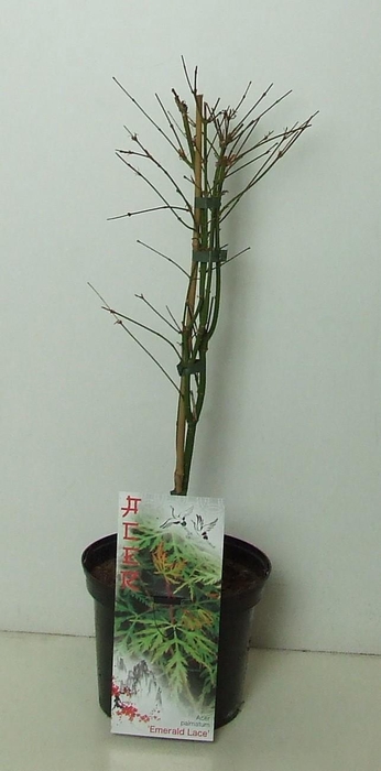 <h4>Acer palmatum 'Emerald Lace' P19</h4>