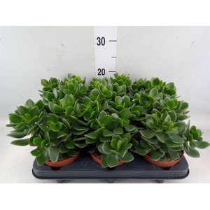 Crassula  'Minova Magic'