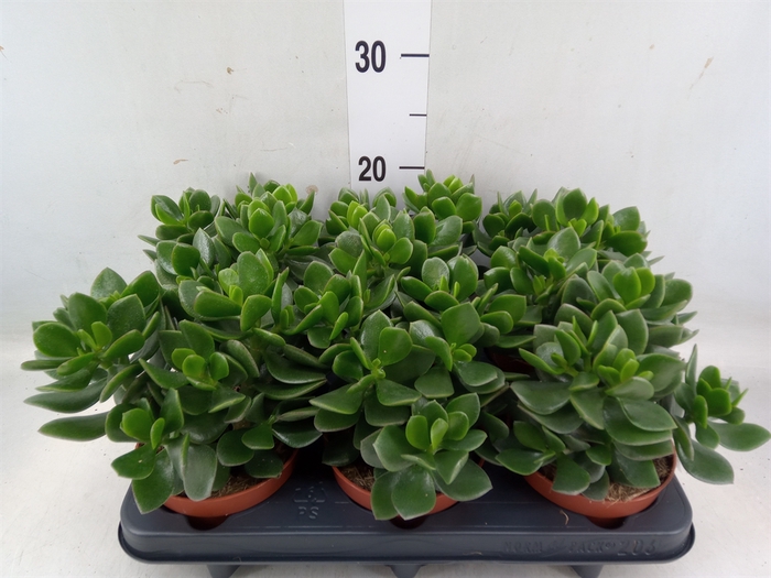 <h4>Crassula  'Minova Magic'</h4>