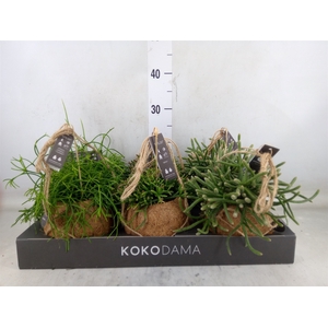 Rhipsalis   ...mix
