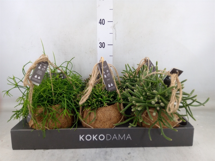 <h4>Rhipsalis   ...mix</h4>