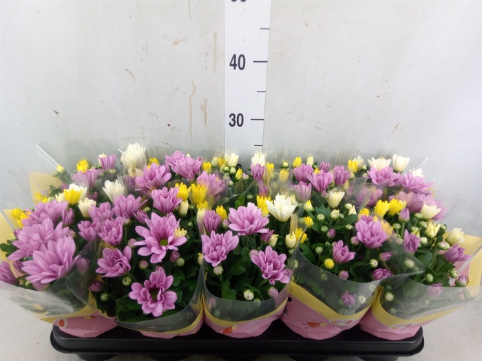 <h4>Chrysanthemum   ..mix/pot</h4>