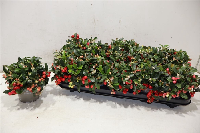 <h4>Gaulth Pr Big Berry</h4>