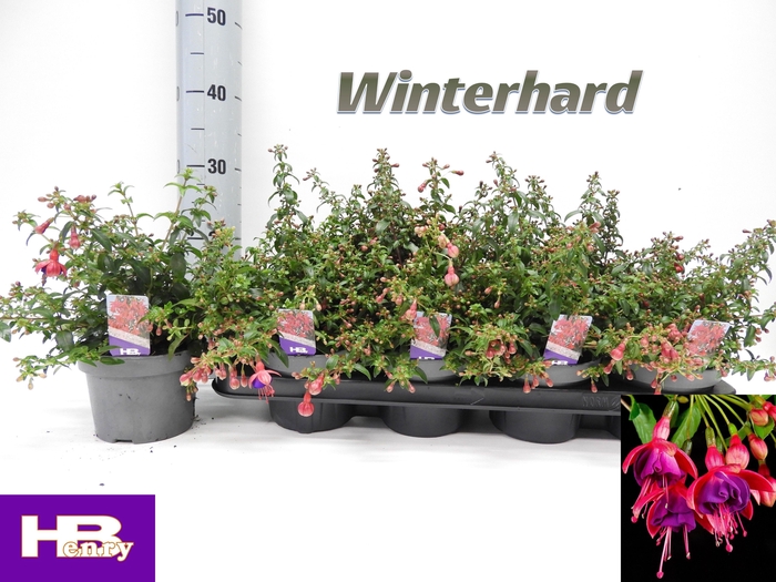 <h4>FUCHSIA TOM THUMB</h4>