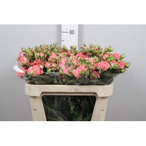 R Tr First Date 70 Cm