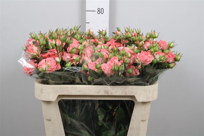 <h4>R Tr First Date 70 Cm</h4>