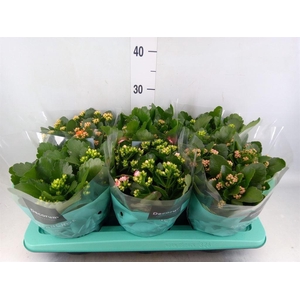 Kalanchoe blos.   ..rosebud mix  4