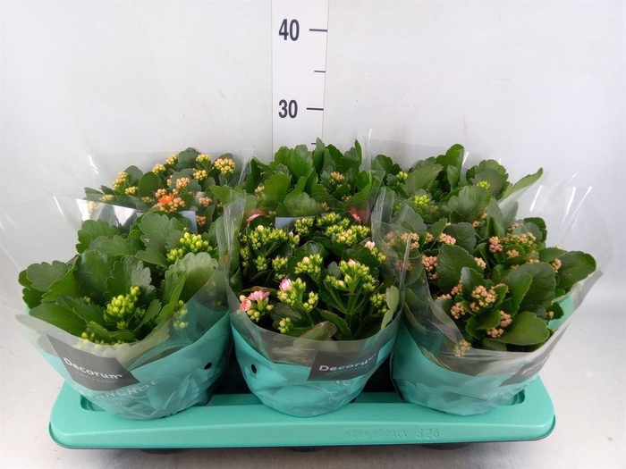 <h4>Kalanchoe blos.   ..rosebud mix  4</h4>