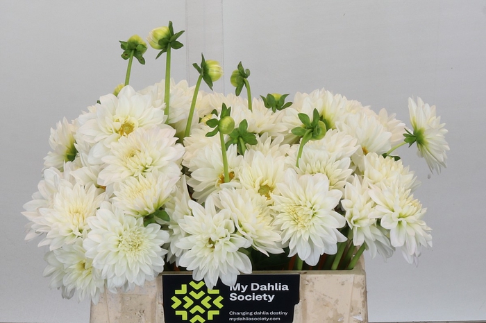 <h4>Dahlia White Cap</h4>
