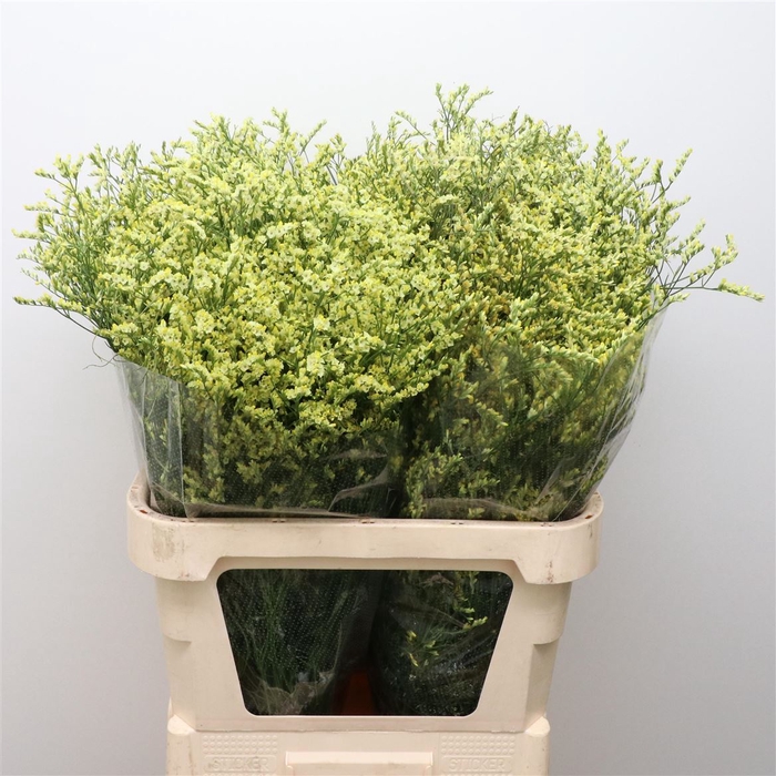 <h4>Limonium Joy Yellow X50</h4>