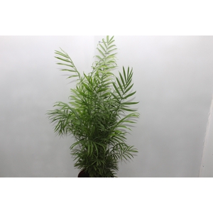 CHAMAEDOREA ELEGANS P17