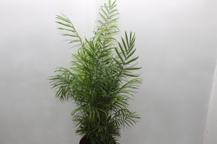 <h4>CHAMAEDOREA ELEGANS P17</h4>