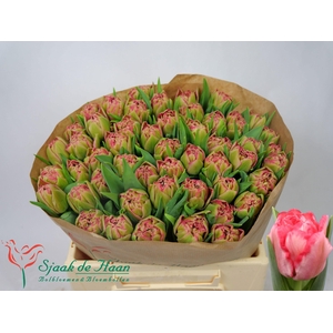 TU DU QUIN TRUSTFULL