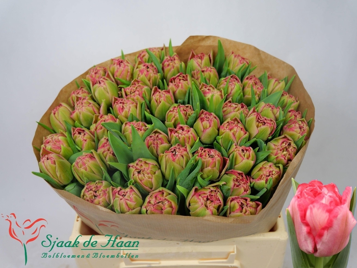 <h4>TU DU QUIN TRUSTFULL</h4>