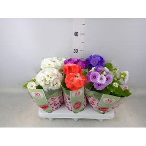 Primula obcon. 'Touch Me'   ...mix