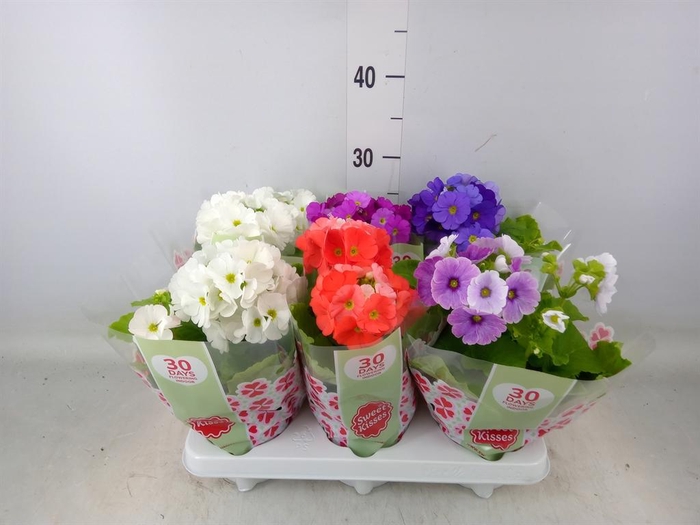 <h4>Primula obcon. 'Touch Me'   ...mix</h4>