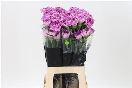 <h4>Di St Yukari Scuro</h4>