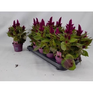 CEL DEEP PURPLE