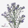 Aster baby blue
