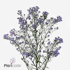 Aster baby blue