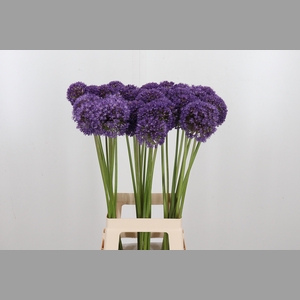 Allium Ambassador