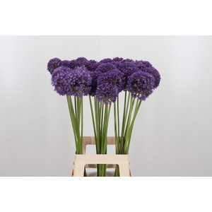Allium Ambassador