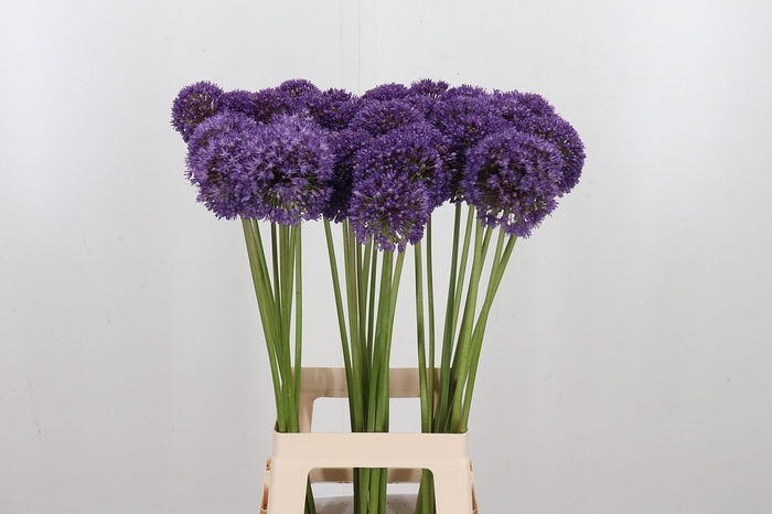 <h4>Allium Ambassador</h4>