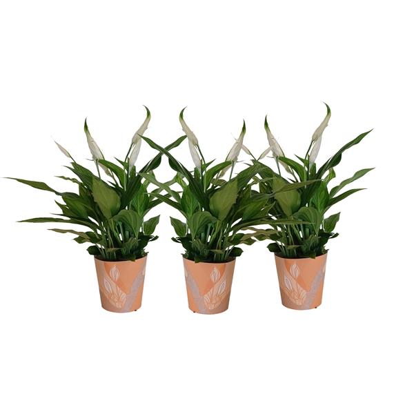 <h4>KP-850.1 OR - Spathiphyllum 9cm in oranje waterdichte smartcup</h4>