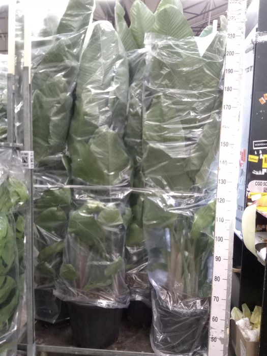 <h4>Strelitzia nicolai</h4>