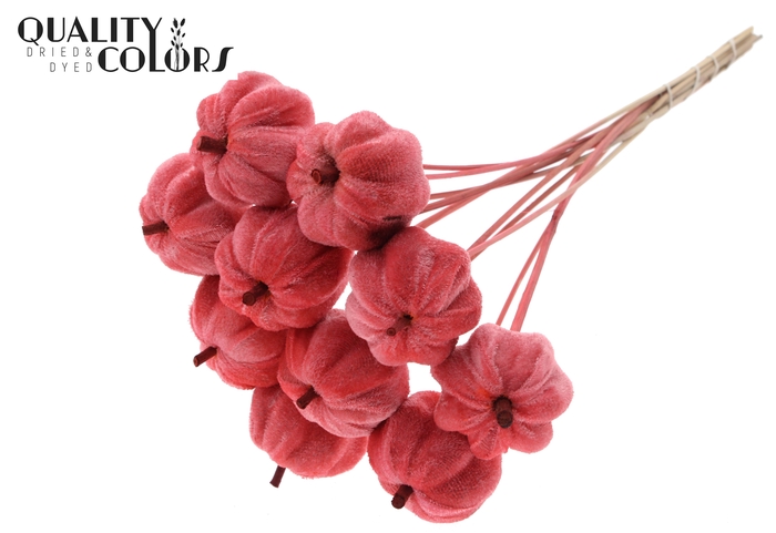 Velvet Pumpkin Ø6cm on stem Coral