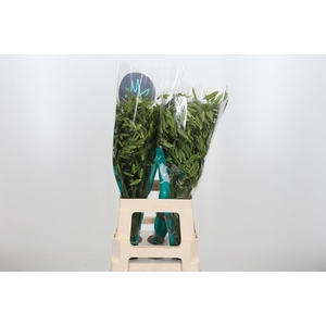 Chasmanthium Latifol