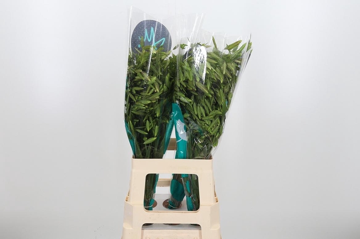 <h4>Chasmanthium Latifol</h4>