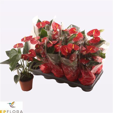 <h4>Anthu A Easy Red 5+</h4>