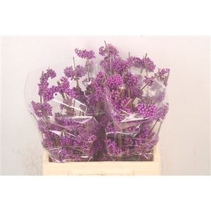 Callicarpa bod profusion