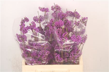 <h4>Callicarpa bod profusion</h4>