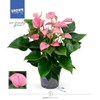 Anthurium Andreanum rose Karma Pink Joli