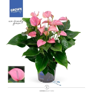 Anthurium Andreanum rose Karma Pink Joli