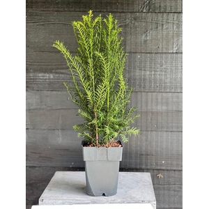 Taxus baccata