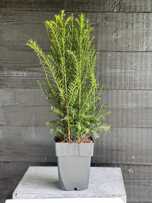 <h4>Taxus baccata</h4>