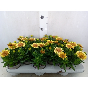 Osteospermum  'Margarita Dbl Yello'