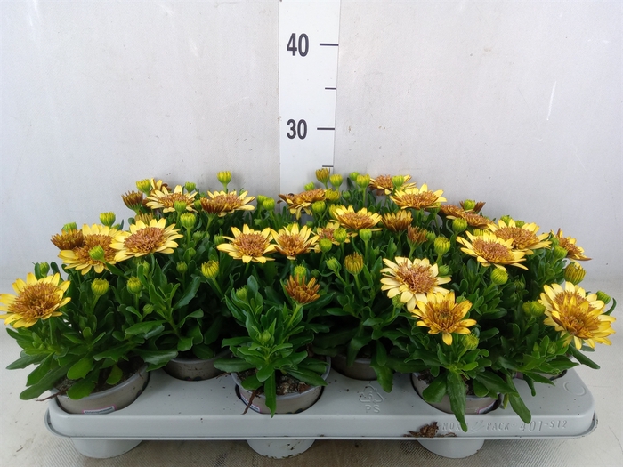 <h4>Osteospermum  'Margarita Dbl Yello'</h4>