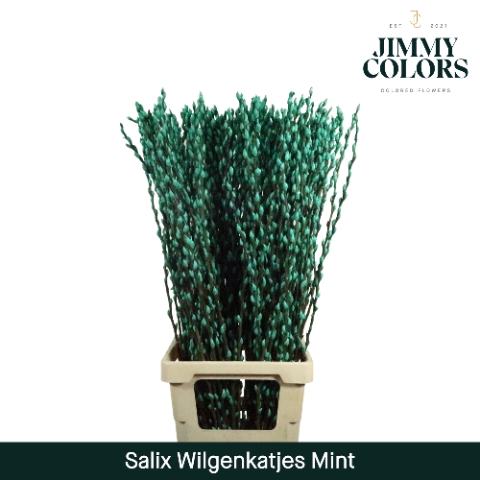 Salix Katjes L90 Klbh. mint groen