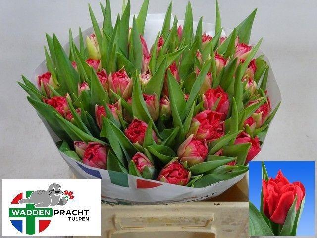 <h4>TU DU DOUBLE TWIST</h4>