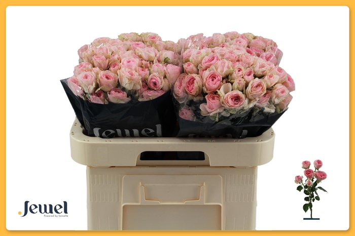 <h4>R TR YVETTE</h4>