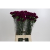 Dianthus St Yukari Violet