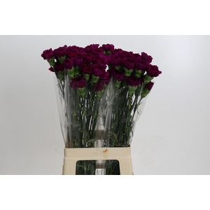 Dianthus St Yukari Violet