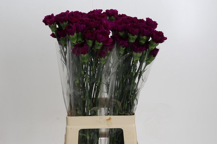 <h4>Dianthus St Yukari Violet</h4>